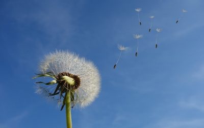 Allergies respiratoires