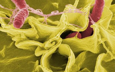 bactéries résistantes antibiotiques