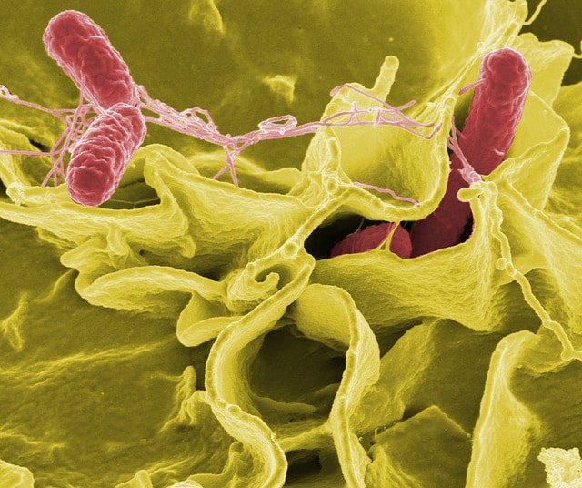 bactéries résistantes antibiotiques
