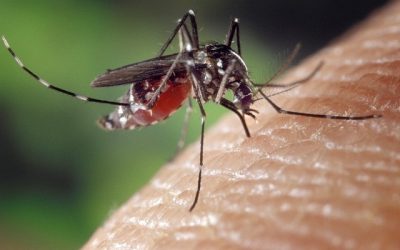 Dengue_Réunion