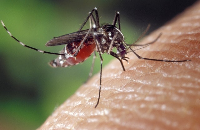 Dengue_Réunion