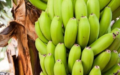 Bananes_chlordécone