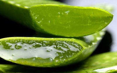 Aloe vera
