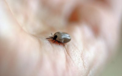 Maladie de Lyme