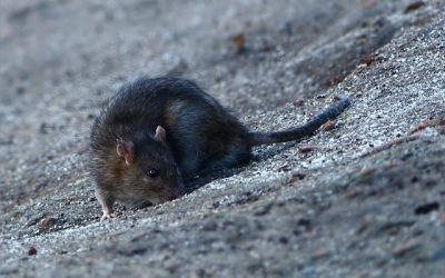 Hépatite E_rat