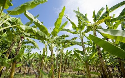 Chlordécone bananeraie pollution