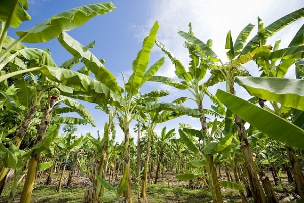 Chlordécone bananeraie pollution