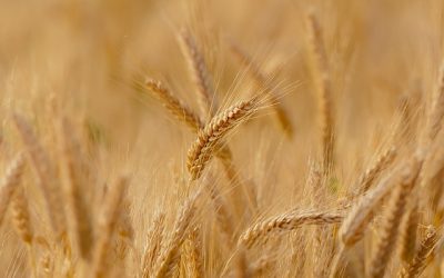 Besoins alimentaires mondiaux