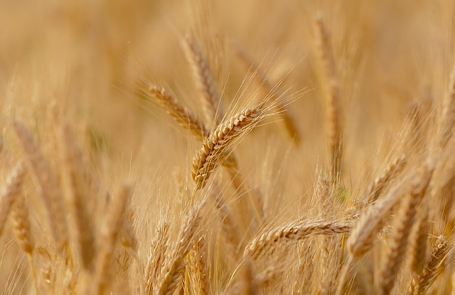 Besoins alimentaires mondiaux