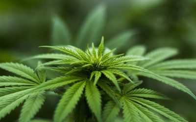 Cannabis thérapeutique