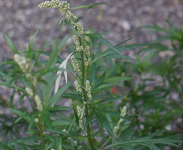 Artemisia