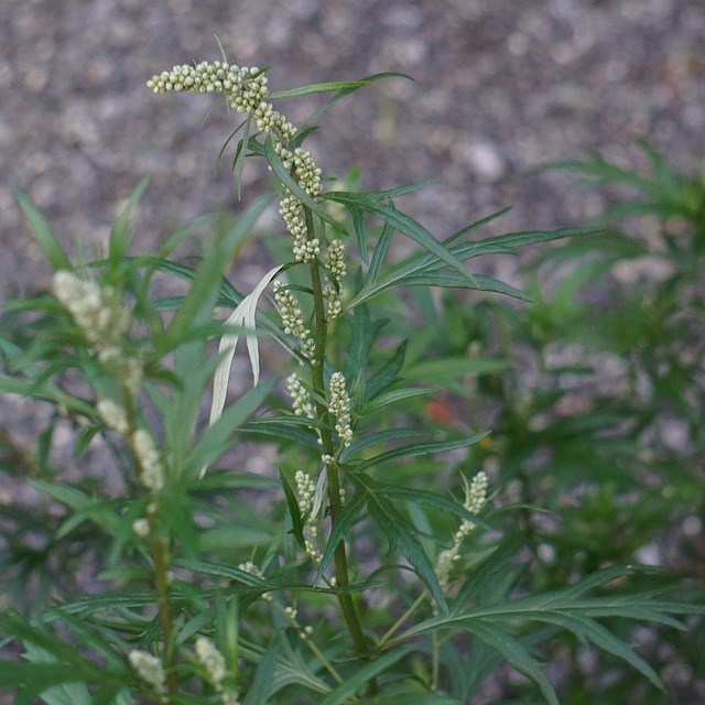 Artemisia