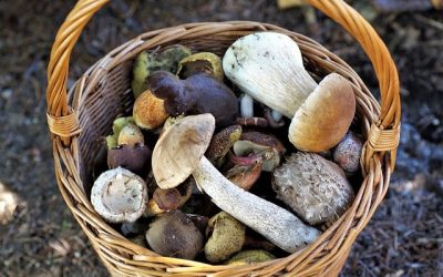 champignons