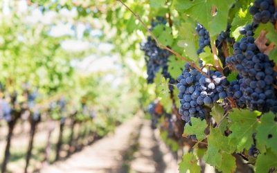 vignoble