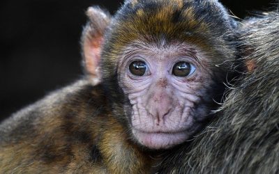 Variole du singe