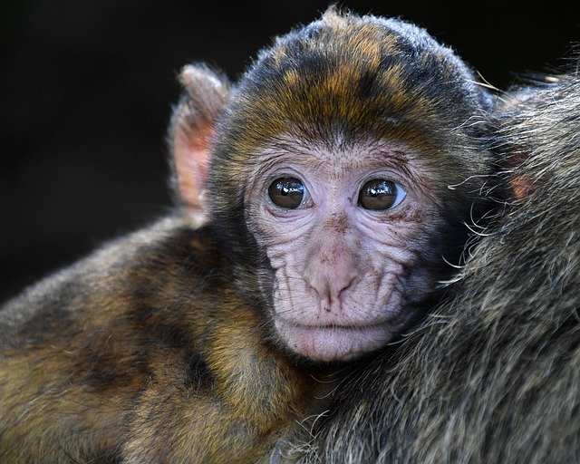 Variole du singe