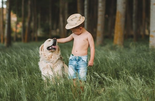 Maladie de Crohn et chien