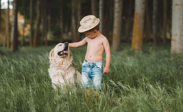 Maladie de Crohn et chien